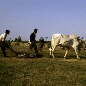 indien-69