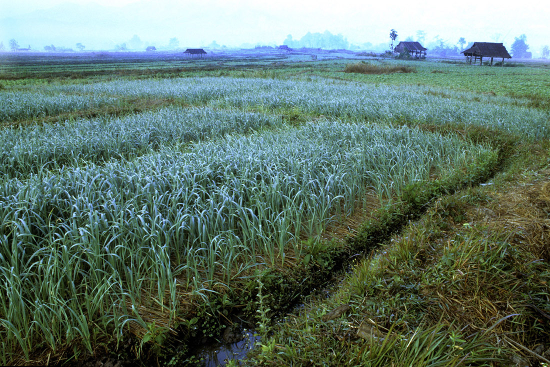 indonesien-5