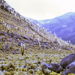 peru-bolivien-equador-56