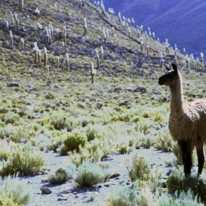 peru-bolivien-equador-78